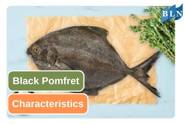 Black pomfret Characteristics for You to Know